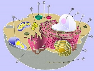 数学对于生命科学的研究发展有重要意义（上）