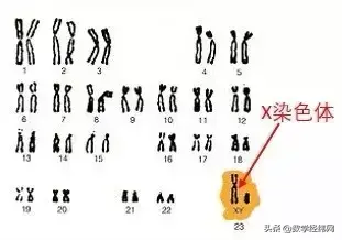 众人皆知的未知数x，但它背后的轶闻趣事你不一定知道！